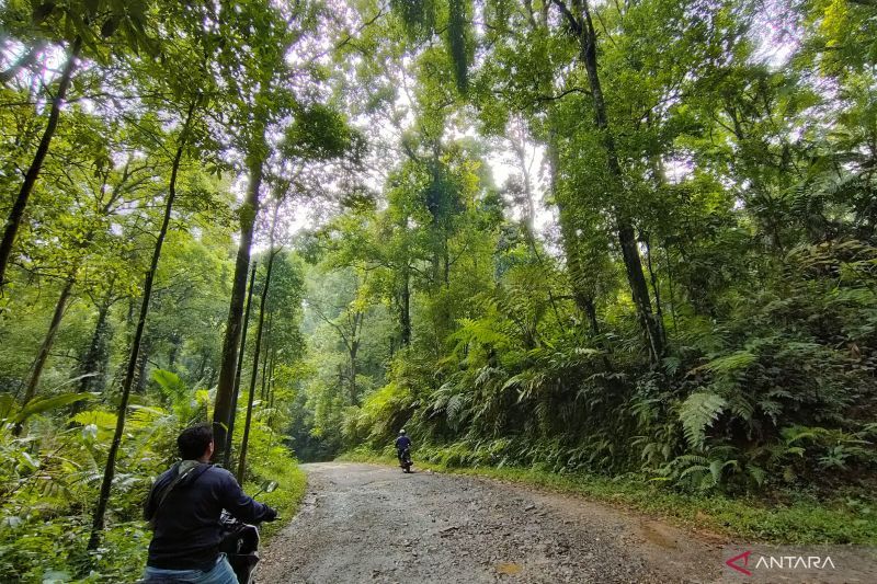 hutan